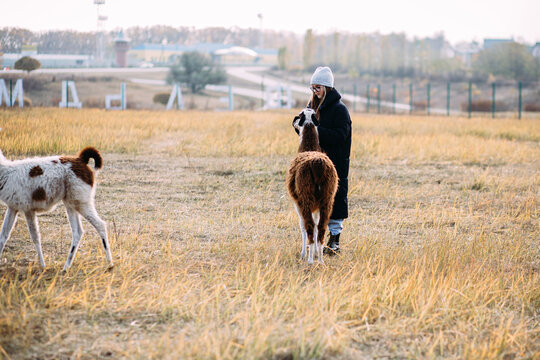 Llamas and alpacas are walking in the field