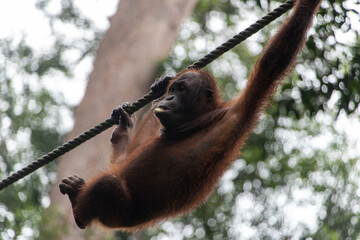 Orangutan in Borneo
