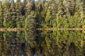 Beautiful forest lake surrounded by pine trees. Reflection in the water.