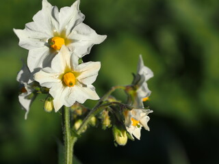 ジャガイモ　キタアカリの花