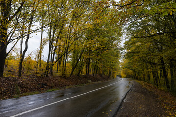 autumn landscape with trees in the forest