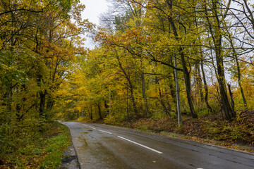 autumn landscape with trees in the forest