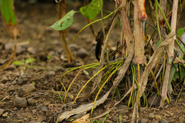 Sorghum or corn root above from ground level