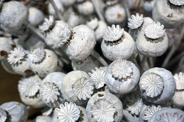 getrocknete Mohnkapseln, weiß gefärbt, Mohn, Trockenblumen, dry flower papaver