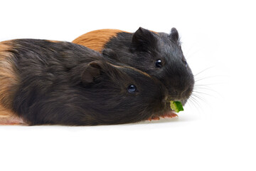 Guinea pig Cavia porcellus is a popular pet. Two young black and red guinea pigs eat cucumber. Isolated photo. Studio portrait of a pet. Close-up.