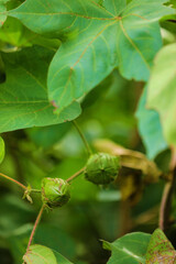green cotton fruit in cotton field