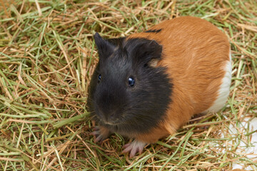 Guinea pig Cavia porcellus is a popular household pet. One tri-colored guinea pig stands in the hay. Top view