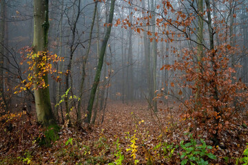 Waldlichtung im Nebel