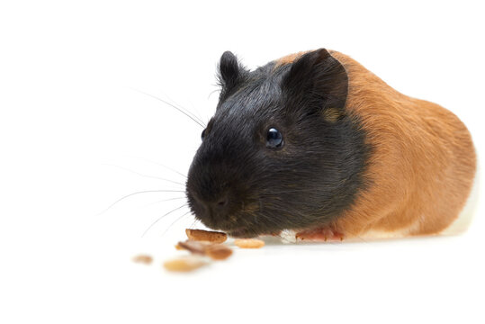 Guinea pig Cavia porcellus is a popular domestic guinea pig that eats animal feed. A pile of food for rodents. Isolated photo. Studio portrait of a pet. Close-up.