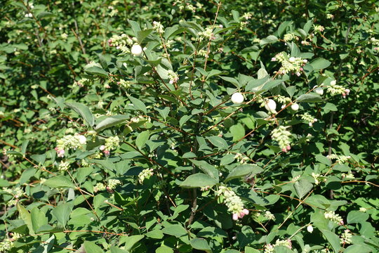 Branches of common snowberry bush in bloom in July