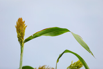 sorghum or jowar grain field