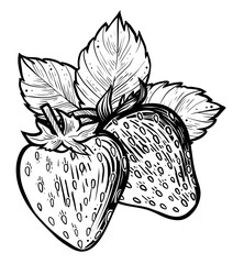 Strawberries with leaves, hand drawn vector, monochrome