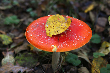 A large fly agaric with a yellow leaf on the cap.
