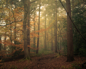 Fototapeta na wymiar Autumn colours and mist in woodland, Harrogate