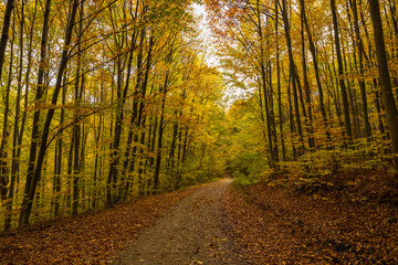 autumn landscape with trees in the forest