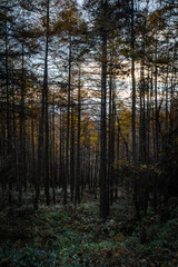 Fototapeta premium 紅葉と木々