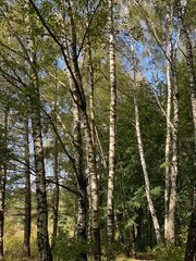 Obraz premium trees in the forest