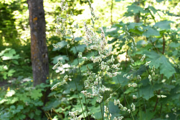 Spikelets. Landscape, close-up. Soft focus, copy space.