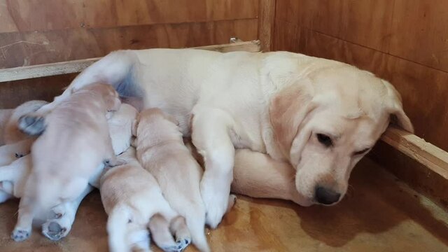 A litter of one week old blond Labrador puppies sucking milk