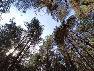 Obraz premium trunk of a tree