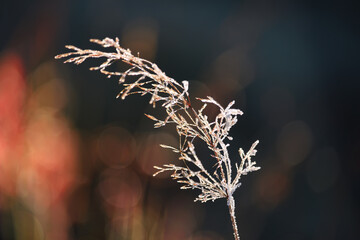 Spikes of grass in sparkling hoarfrost against a background of bright autumn leaves. Very soft selective focus.