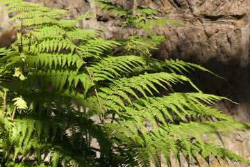 
Sydney Australia, fronds of a Macrothelypteris torresiana fern