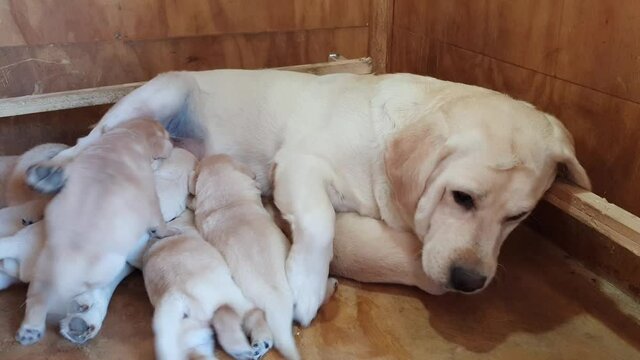 A litter of one week old blond Labrador puppies sucking from the mother's breast