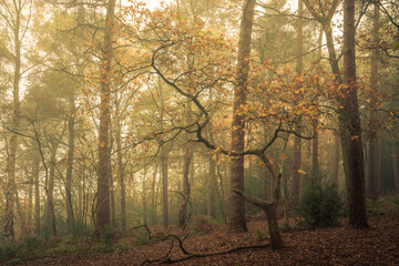 Mist and autumn woodland, Harrogate