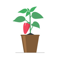 Home gardening. Red sweet pepper grows in a pot.