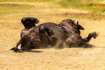 A thoroughbred brown horse rolling on the ground
