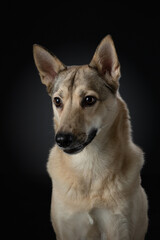 Obraz premium mix dog funny portrait. Charming pet in studio on black background. 