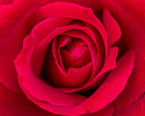 vivid red rose flower top view closeup, natural background