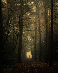 Person walking in a misty woodland
