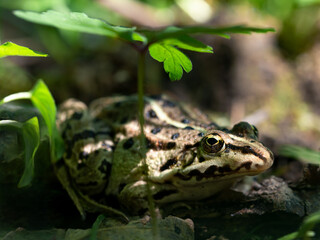 Teichfrosch, Pelophylax esculentus, unter einem Blatt