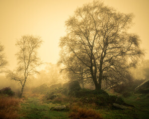 Fototapeta na wymiar Trees in Mist at Brimahm Rocks