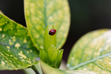 macro on a ladybug