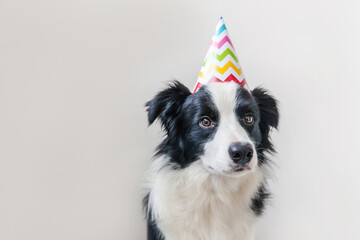 Funny portrait of cute smiling puppy dog border collie wearing birthday silly hat looking at camera isolated on white background. Happy Birthday party concept. Funny pets animals life.