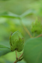 green cotton fruit in cotton field