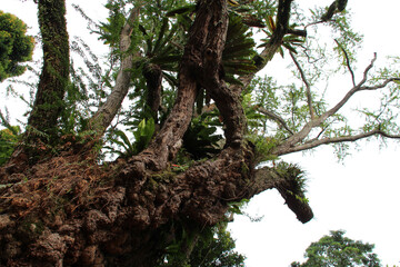 tree at fort canning park in singapore