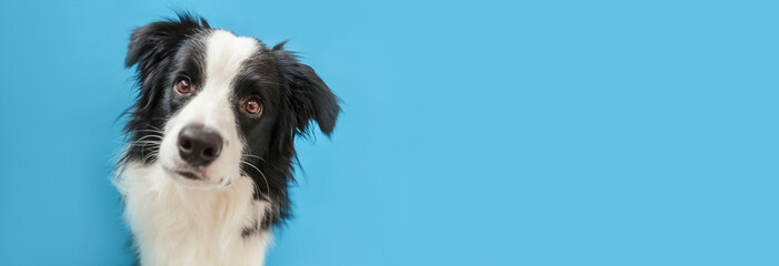 Funny studio portrait of cute smiling puppy dog border collie isolated on blue background. New lovely member of family little dog gazing and waiting for reward. Pet care and animals concept Banner