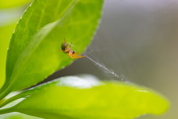 Spider on a leaf