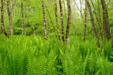 Fresh green fern and leaves in spring