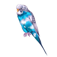 parrot a bird budgerigar animal