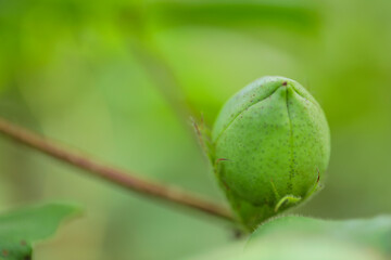 green cotton fruit in cotton field