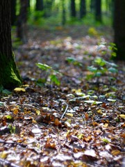 autumn leaves in the forest