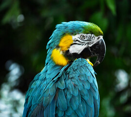 Beautiful blue parrot basking in the bright morning sun