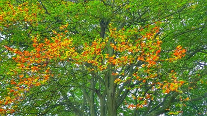 Autumn Trees
