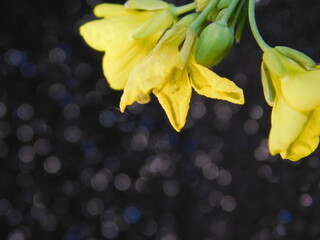 Fototapeta premium yellow flowers of the snow