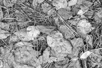 fall gray lying leaves and pine needles season background, autumn black and white nature texture of a ground, monochrome fallen leaf backdrop
