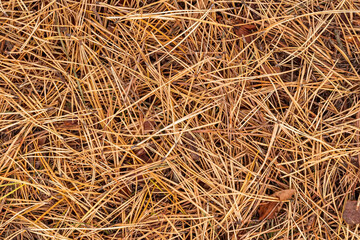 fall brown lying pine needles season background, autumn nature texture of a ground, fallen pine-needles backdrop